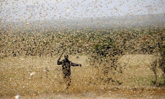 New locusts swarms ‘threaten food security