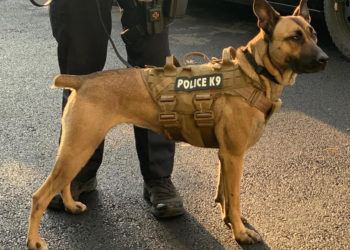 Police Dog Sniffs Out Marijuana Worth 8m Dollars During Traffic Stop