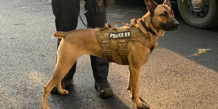 Police Dog Sniffs Out Marijuana Worth 8m Dollars During Traffic Stop