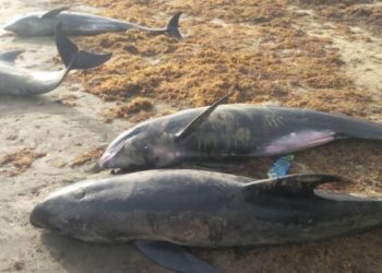 Fish deaths were caused by low oxygen levels