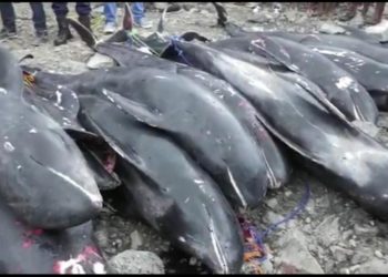 UCC’s Centre for Coastal Management holds stakeholder workshop on stranding of Dolphins at Ghana’s shores