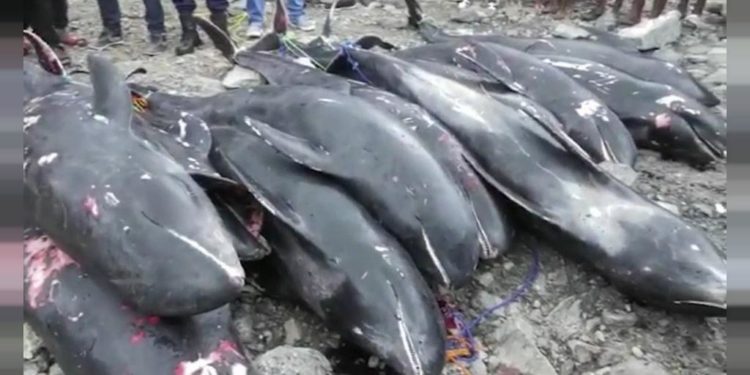 UCC’s Centre for Coastal Management holds stakeholder workshop on stranding of Dolphins at Ghana’s shores