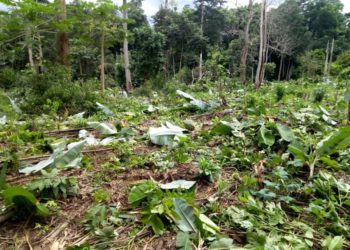 Force illegal miners in forest reserves to reclaim degraded lands