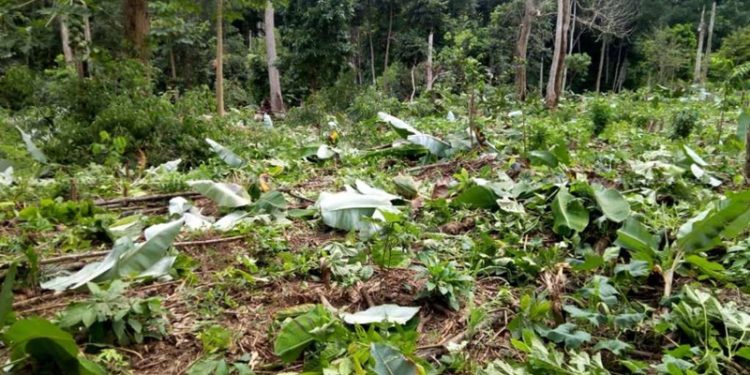 Force illegal miners in forest reserves to reclaim degraded lands