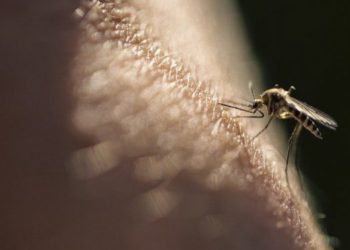 Malaria vaccine hailed as a potential breakthrough