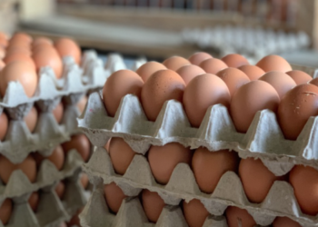 Issues facing poultry farmers will be discussed at an inter-ministerial level – MoFA
