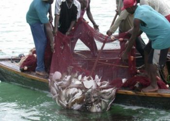 Our business will be affected by “fish mortality” – fish sellers