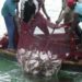 Our business will be affected by “fish mortality” – fish sellers