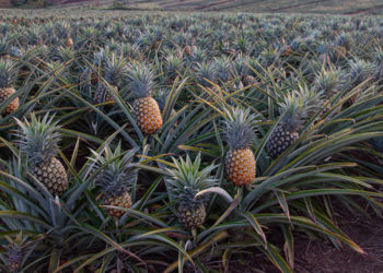 Pineapple farm