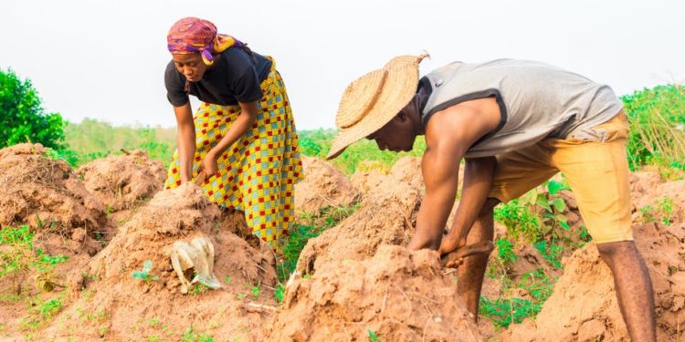 School of Agric, UCC to begin revenue diversification project for small scale farmers