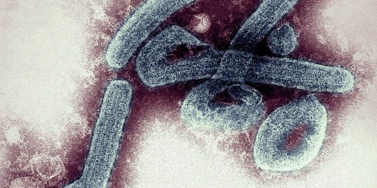 Marburg virus: Man who died in Guinea found to have disease
