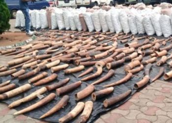 Nigeria seizes pangolin scales in $54m record haul