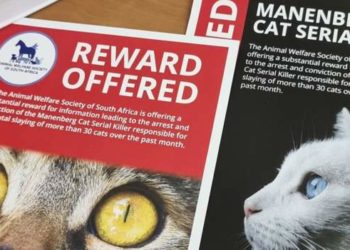 South African police hunt serial cat-killer