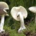 Child refugees suffer liver failure after eating poisonous mushrooms