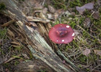 Afghan boy gets liver transplant after mushroom poisoning