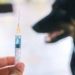Mozambique launches rabies jabs after 15 deaths