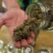 Uber takes its first step into the cannabis market