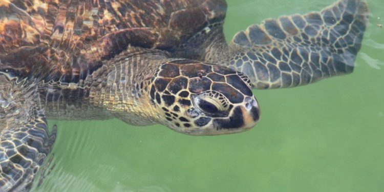 Tanzania: Seven die in Zanzibar after eating poisonous turtle meat