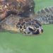 Tanzania: Seven die in Zanzibar after eating poisonous turtle meat