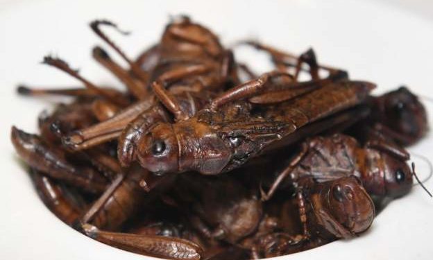 Man who sold fried grasshoppers on plane faces jail