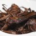 Man who sold fried grasshoppers on plane faces jail