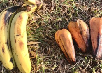 False banana: Is Ethiopia's enset 'wondercrop' for climate change?