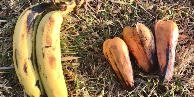 False banana: Is Ethiopia's enset 'wondercrop' for climate change?