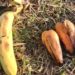 False banana: Is Ethiopia's enset 'wondercrop' for climate change?