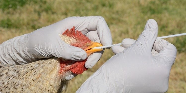 Government approves GH¢ 22,000,000.00 to combat bird flu