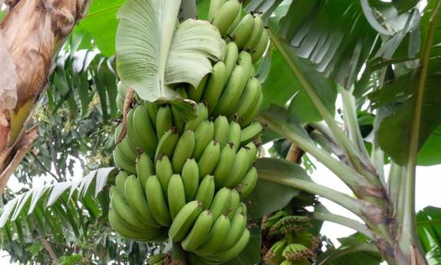 Banana-made brew kills 11 in Rwanda - officials