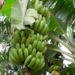 Banana-made brew kills 11 in Rwanda - officials