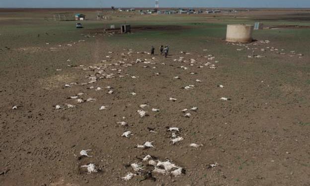 Over 10m face severe hunger in Horn of Africa - UN