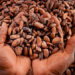 Ghana turns to Dubai to market cocoa, coffee globally