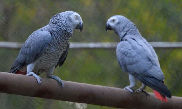 Uganda detains 'smuggler' of 122 rare parrots