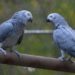 Uganda detains 'smuggler' of 122 rare parrots