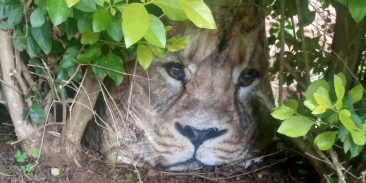 Kenya alarm after carrier bag mistaken for stray lion