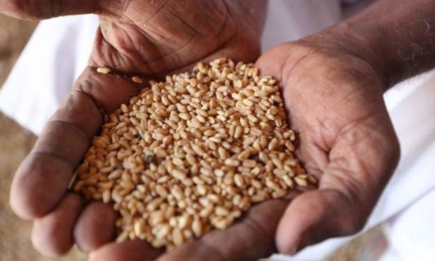 Ukraine ‘willing’ to resume grain exports to Africa