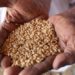 Ukraine ‘willing’ to resume grain exports to Africa