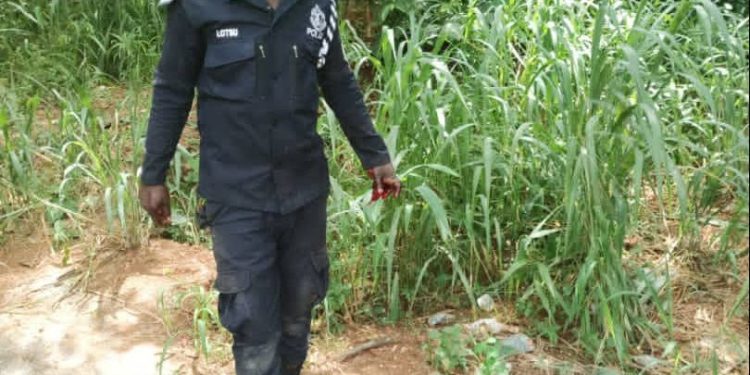 Police promote two officers who arrested colleague possessing ‘wee’