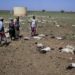 Four million at risk amid Kenya food crisis - UN