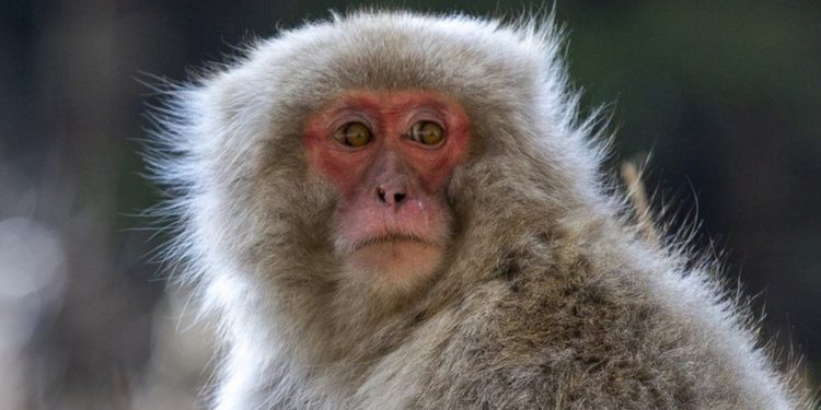 Japan monkeys: Member of gang terrorising locals caught and killed