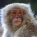 Japan monkeys: Member of gang terrorising locals caught and killed
