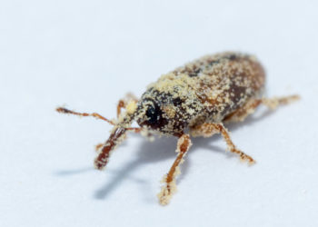 Farmers urged to pay attention to pollinating weevils
