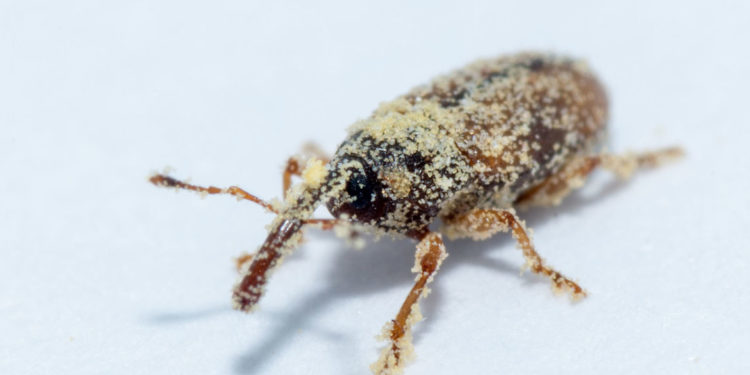 Farmers urged to pay attention to pollinating weevils