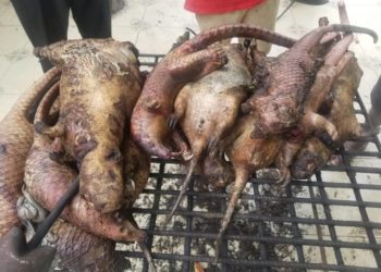 Adhere to Closed Season on hunting of Wildlife Species