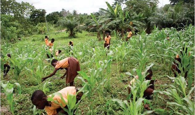 Teachers urged to reward good students with plots of land