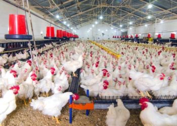 Agric Professor urges Gov’t to invest in the poultry industry