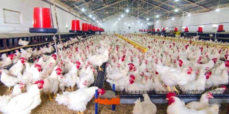 Agric Professor urges Gov’t to invest in the poultry industry