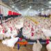 Agric Professor urges Gov’t to invest in the poultry industry