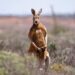 Australian man killed by kangaroo he kept as pet, police say
